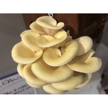 YELLOW OYSTER AUSSIE MUSHROOM KIT image 1