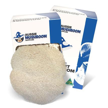 LIONS MANE AUSSIE MUSHROOM KIT image 0