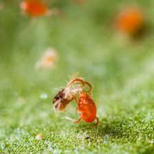 PREDITOR MITES (PERSIMILIS ON LEAF) (TUBE OF 2000) image 0