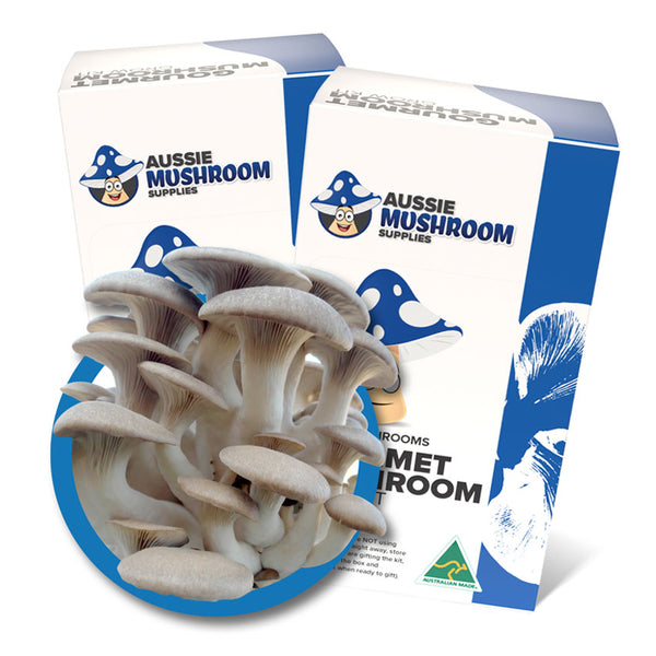 KING OYSTER AUSSIE MUSHROOM KIT image 0
