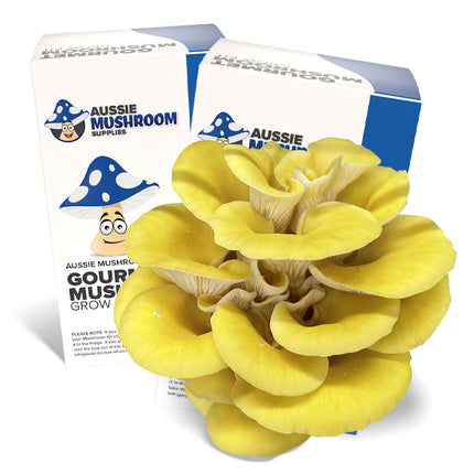 YELLOW OYSTER AUSSIE MUSHROOM KIT image 0